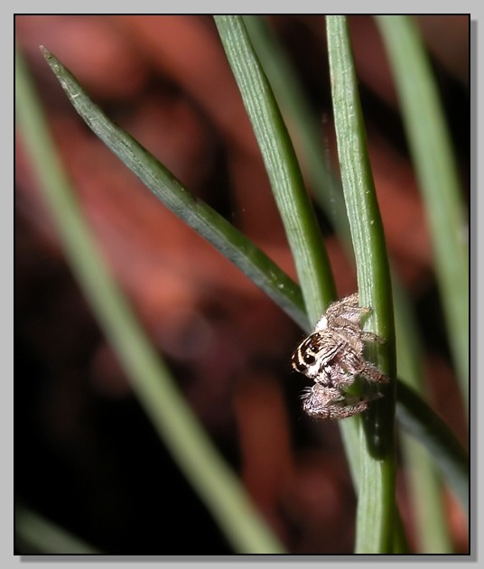 Piccolo salticidae (Pelleninae?) - Macaroeris nidicolens