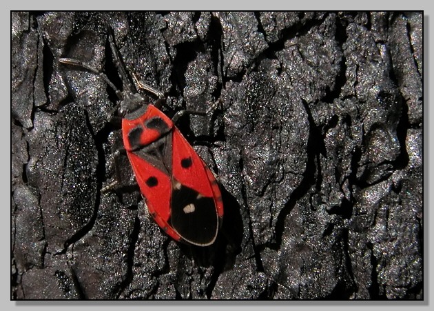 Il rosso e il nero - Melanocoryphus albomaculatus