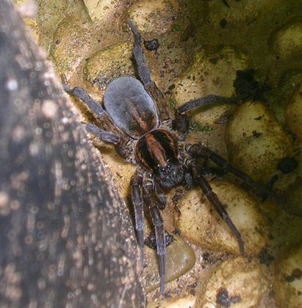 Agalenatea redii, Trochosa sp., Mangora acalypha