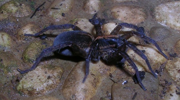 Agalenatea redii, Trochosa sp., Mangora acalypha