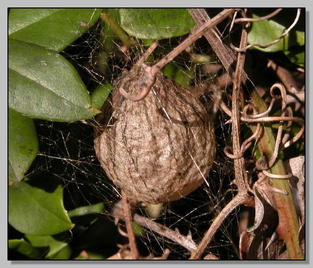 Ooteca di ragno Argiope bruennichi