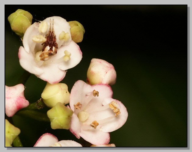Ragno e fiori (Anelosimus sp.)