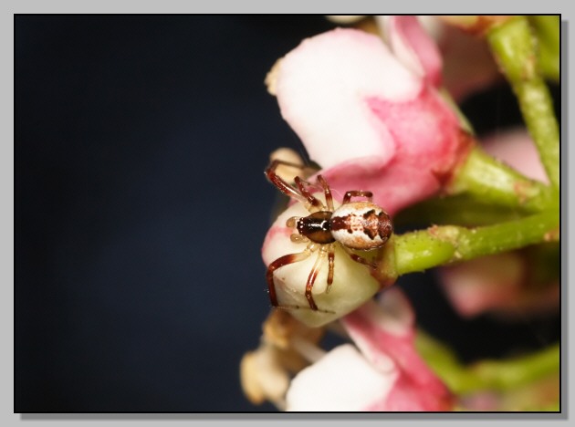 Ragno e fiori (Anelosimus sp.)