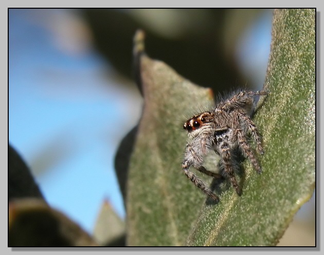 Piccolo Salticidae (Euophrys sp.?)