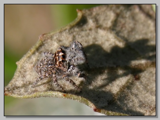 Piccolo Salticidae (Euophrys sp.?)