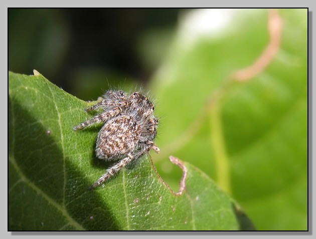 Piccolo Salticidae (Euophrys sp.?)