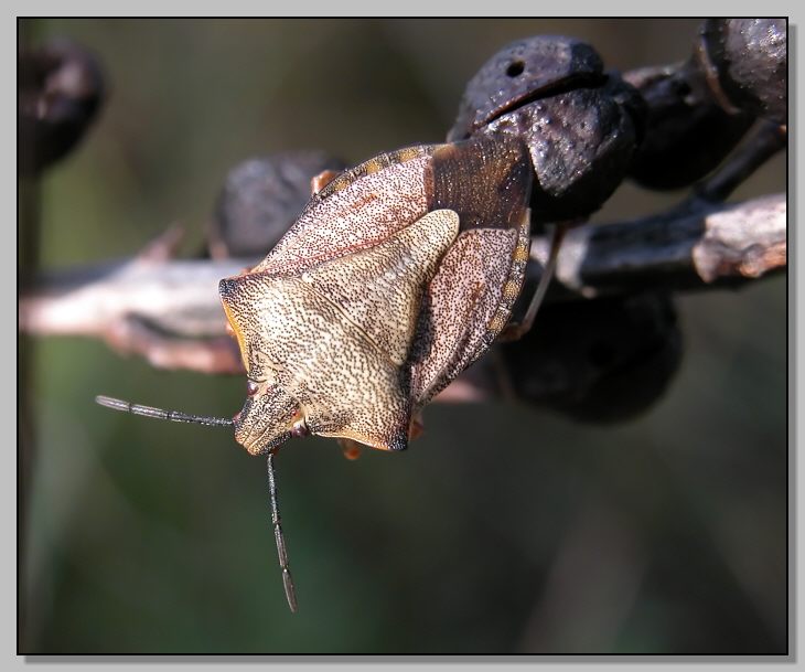 Carpocoris (forse purpureipennis) e Nezara viridula