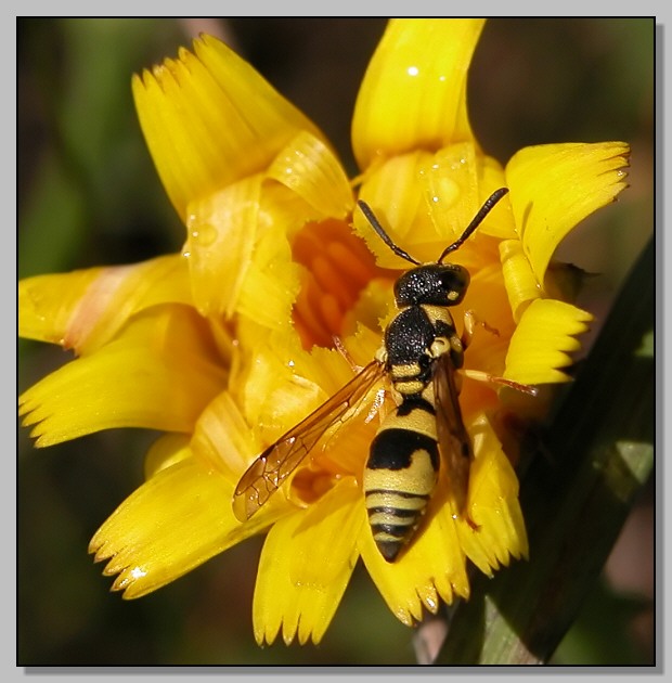 Vespetta (Ancistrocerus sp.)