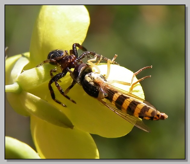 Synaema globosum