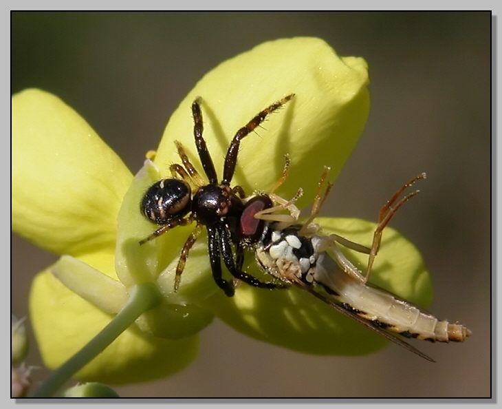 Synaema globosum