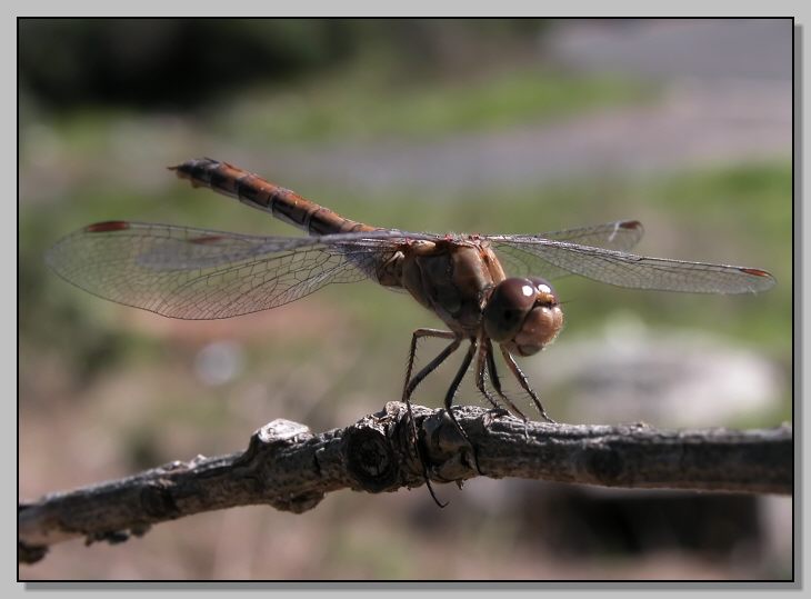 Sympetrum striolatum (femmina)