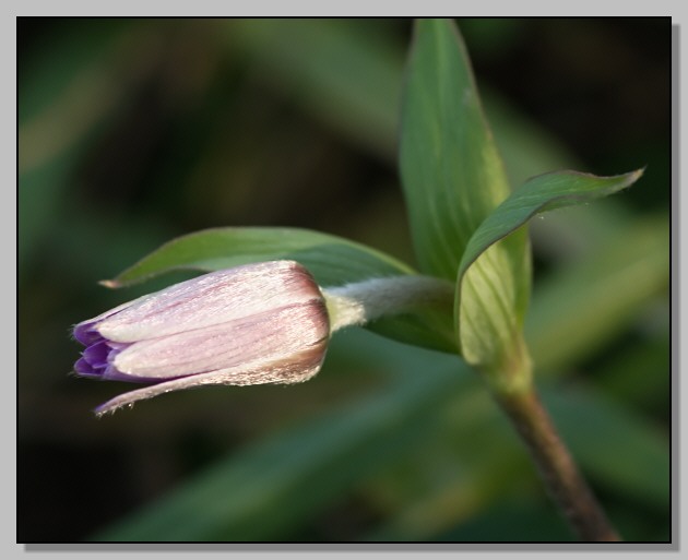 Segni di primavera