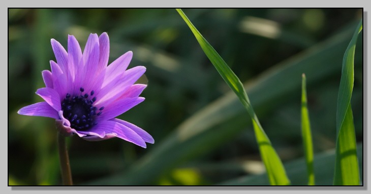 Segni di primavera