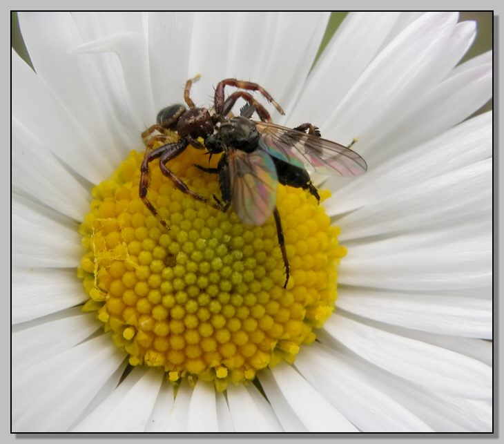 Synaema globosum