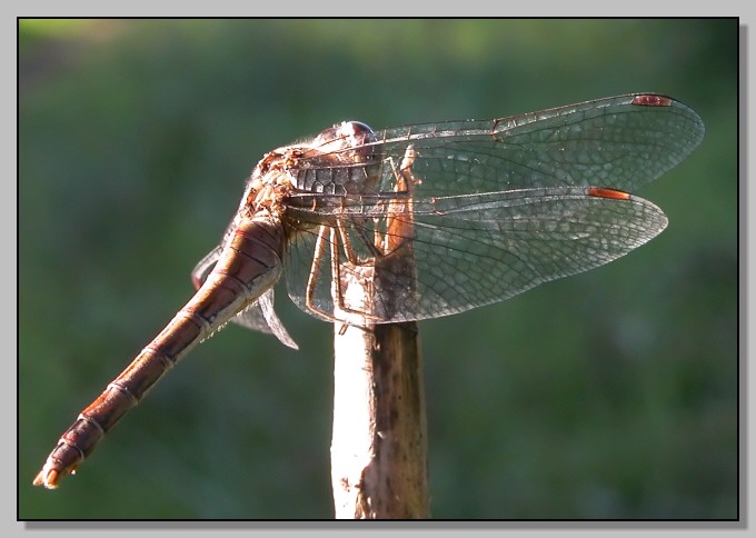 Libellula, ma quale? (Sympetrum meridionale femmina)