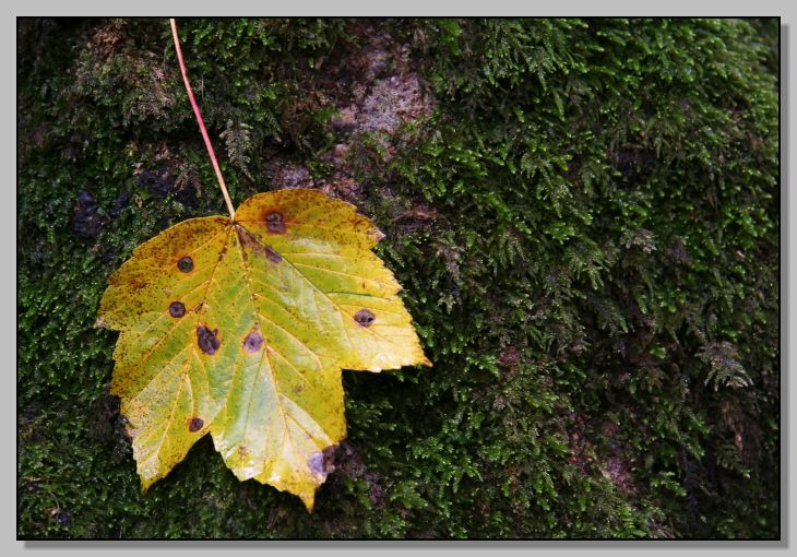 Riserva Naturale Regionale Monterano