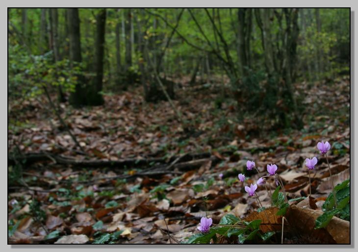 Riserva Naturale Regionale Monterano