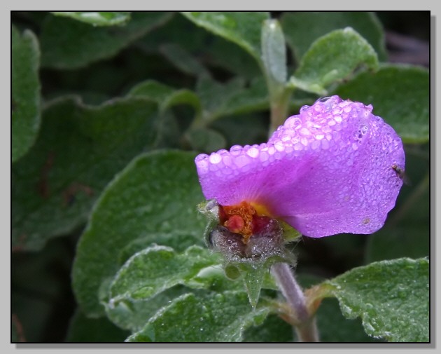 L''ultimo petalo ... (Cistus incanus)