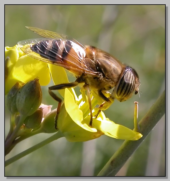 Solo i sirfidi (Eristalinus taeniops e Spaerophoria scripta)