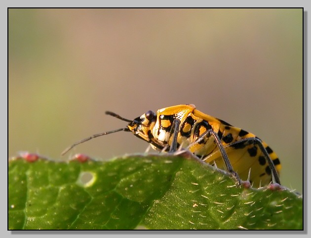 Eterottero baby per Halloween (Eurydema ventralis)