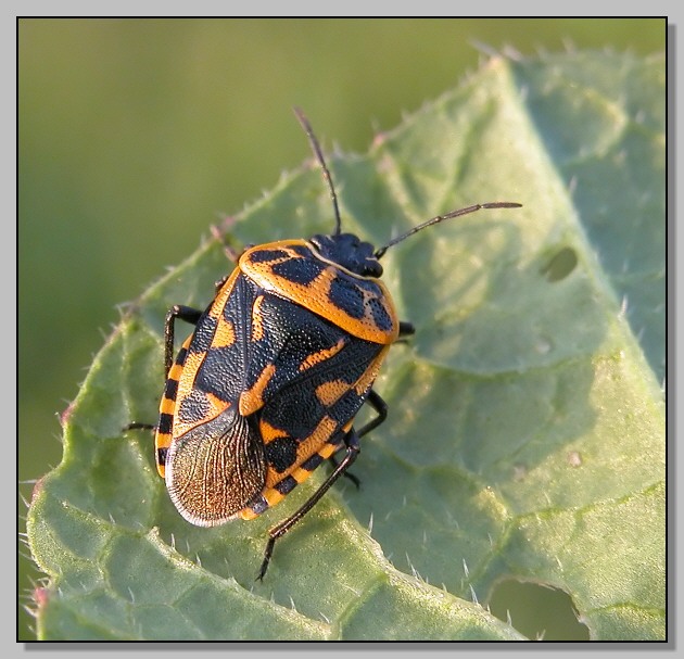 Eterottero baby per Halloween (Eurydema ventralis)