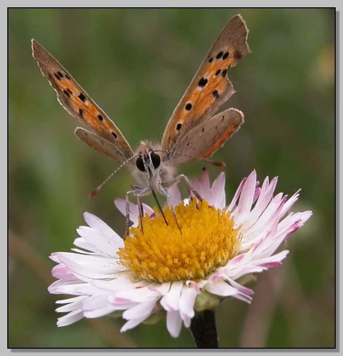 Lycaena phlaeas