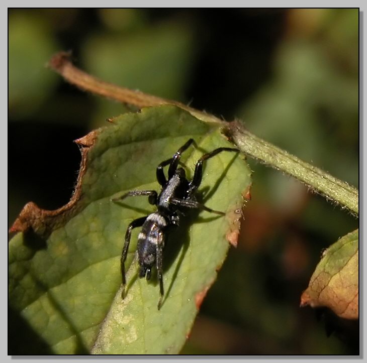 Ragno juventino (Gnaphosidae - Aphantaulax)