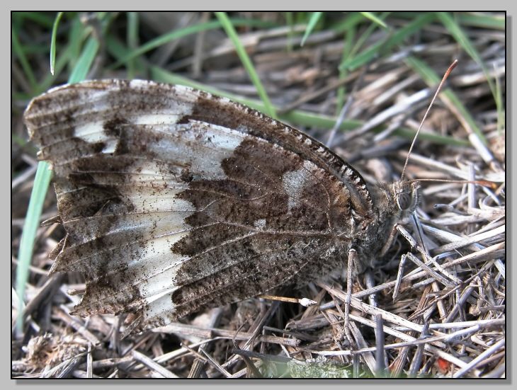 Farfalle d''autunno, Pieris rapae e Kanetisa circe