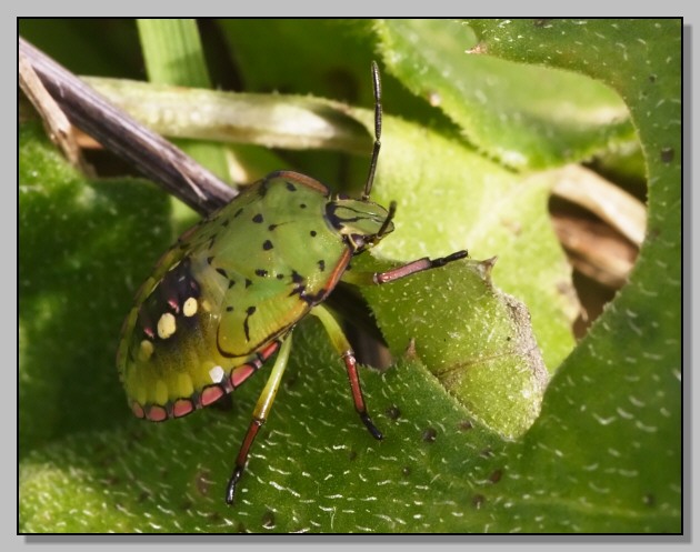 Nezara viridula, verde si diventa