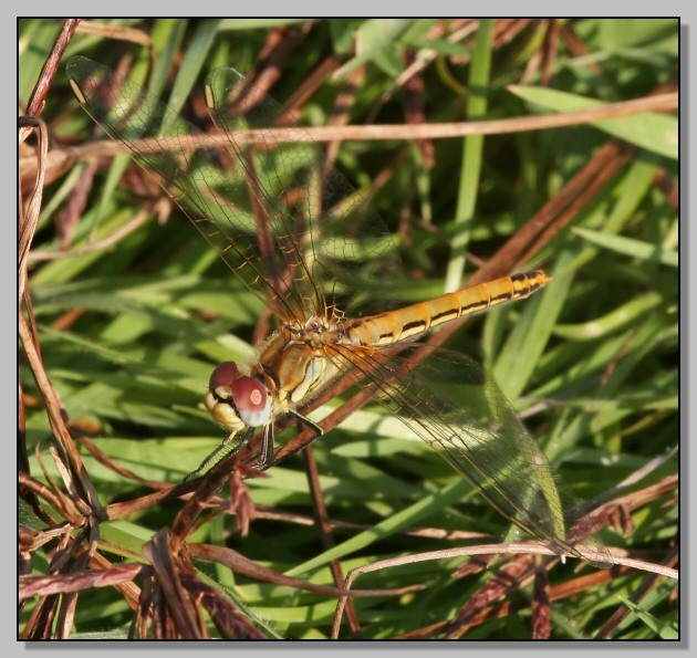 Sympetrum fonscolombei femmina