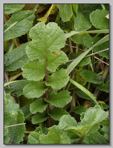 Raphanus raphanistrum subsp. landra / Ravanello selvatico