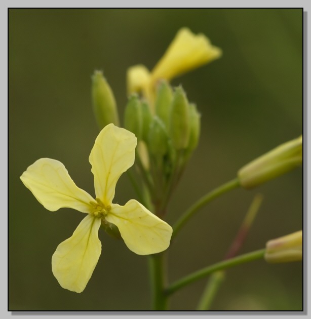 Raphanus raphanistrum subsp. landra / Ravanello selvatico