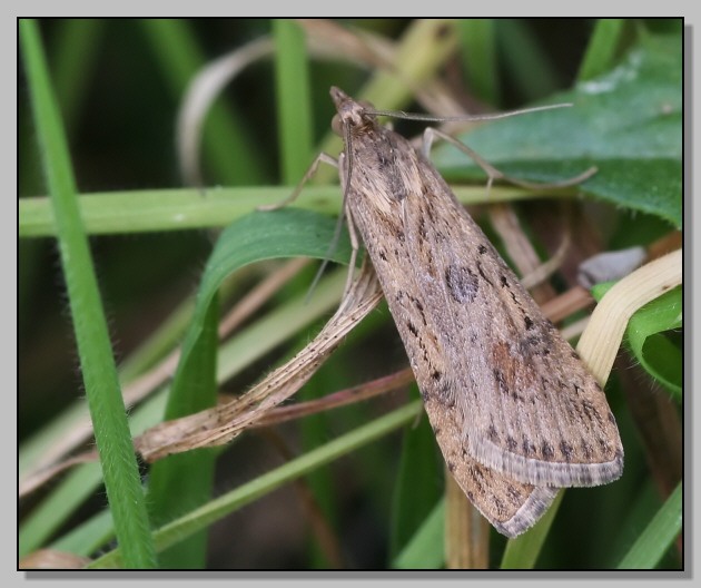 Nomophila noctuella