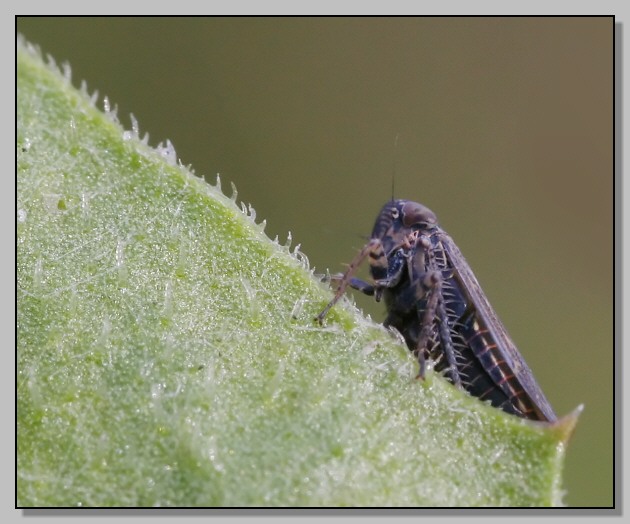 Piccoli mostri - ritorno di Darth Vadar: Ophiola sp.