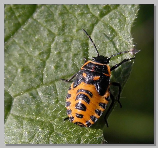 Eterottero baby per Halloween (Eurydema ventralis)