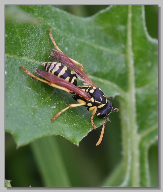 Polistes sp. - i sopravvissuti 3