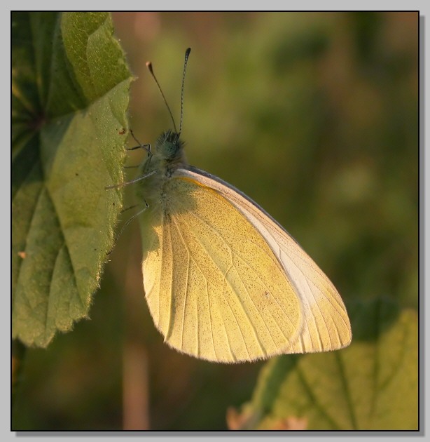 Anche questa  Pieris rapae?