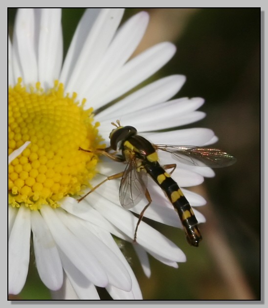 Nell''attesa... Stomorhina lunata e Spaerophoria scripta