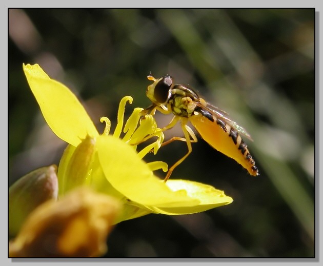 Solo i sirfidi (Eristalinus taeniops e Spaerophoria scripta)