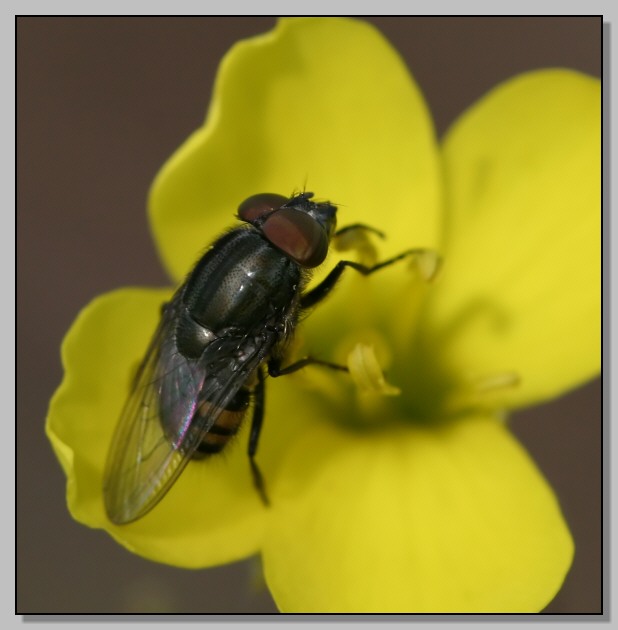 Nell''attesa... Stomorhina lunata e Spaerophoria scripta