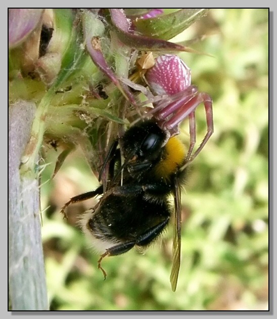 Thomisus onustus - Accoppiamento