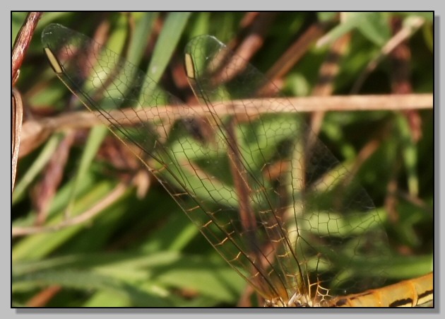 Sympetrum fonscolombei femmina