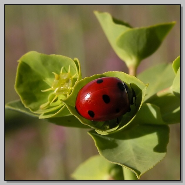 La salita (Coccinella septempunctata L.)