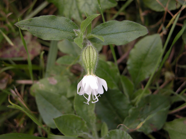 Silene latifolia (=Silene alba) / Silene bianca