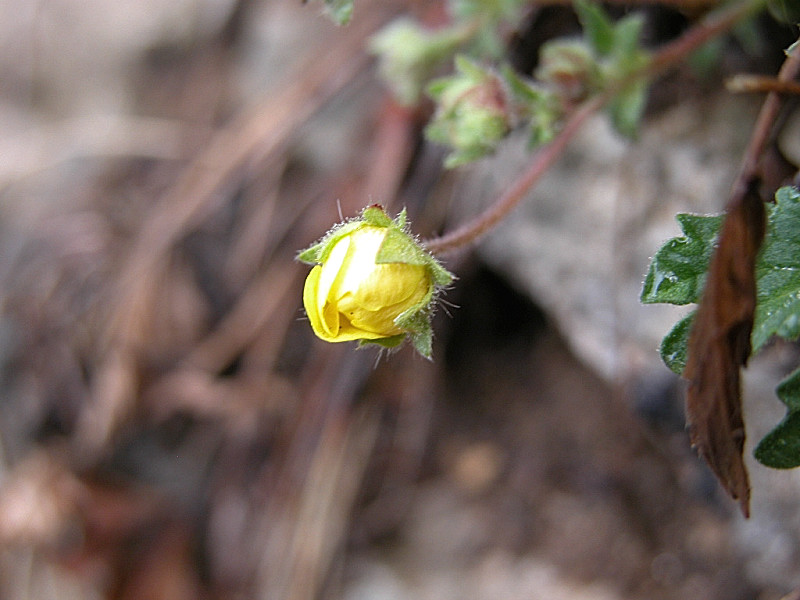 ricordo del sole