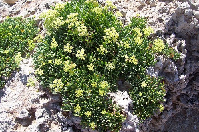 Crithmum maritimum / Finocchio marino