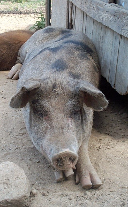 Suini corsi....e altri animali