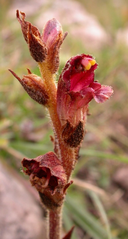 Piante alpine