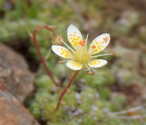 Piante alpine