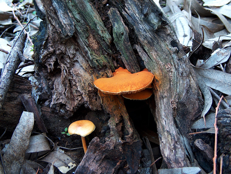 Collybia fusipes? e ?